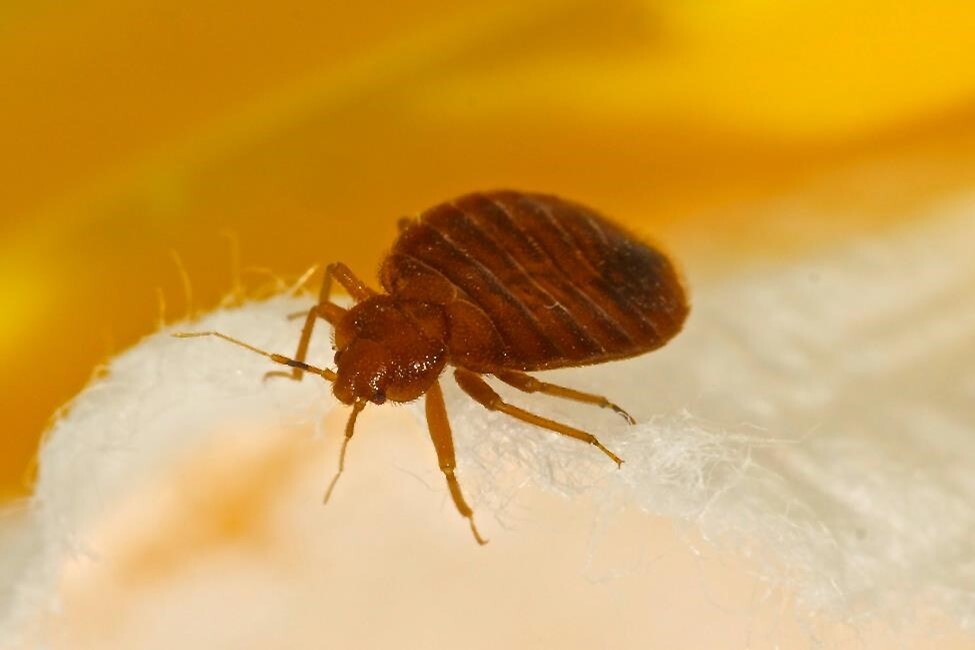 Bed bug on an object