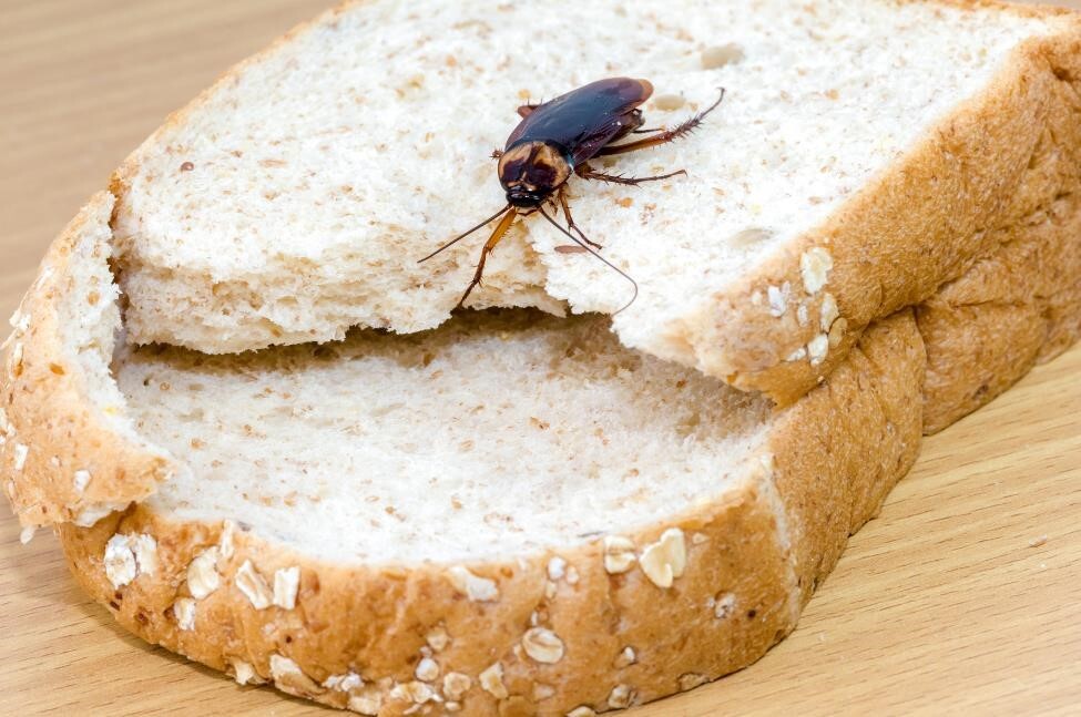 Roach on food