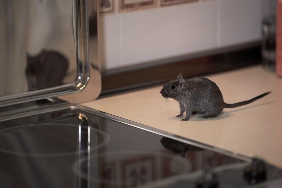 Mouse on a countertop