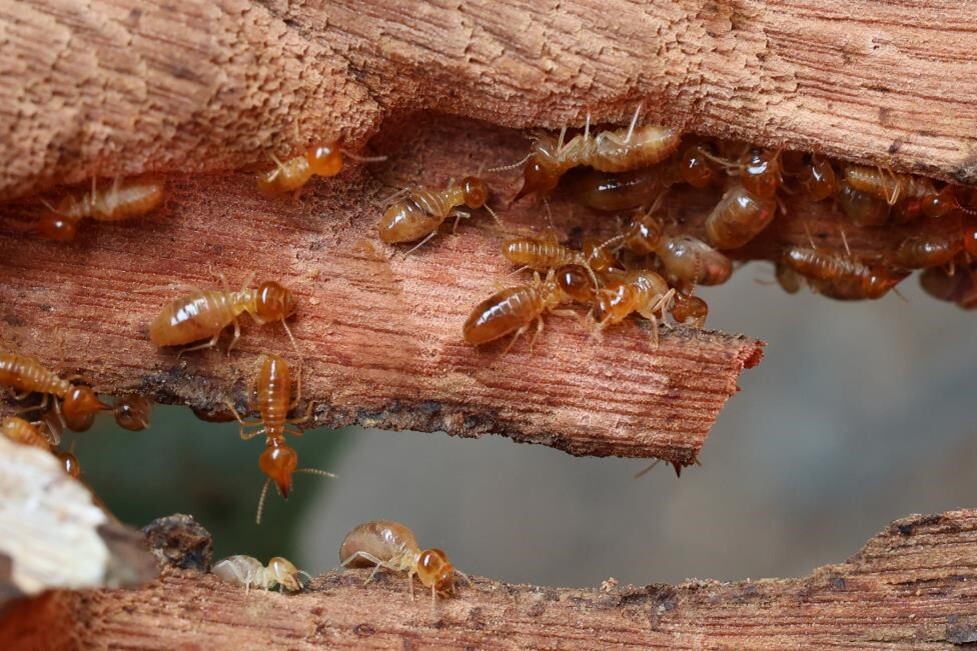 termites