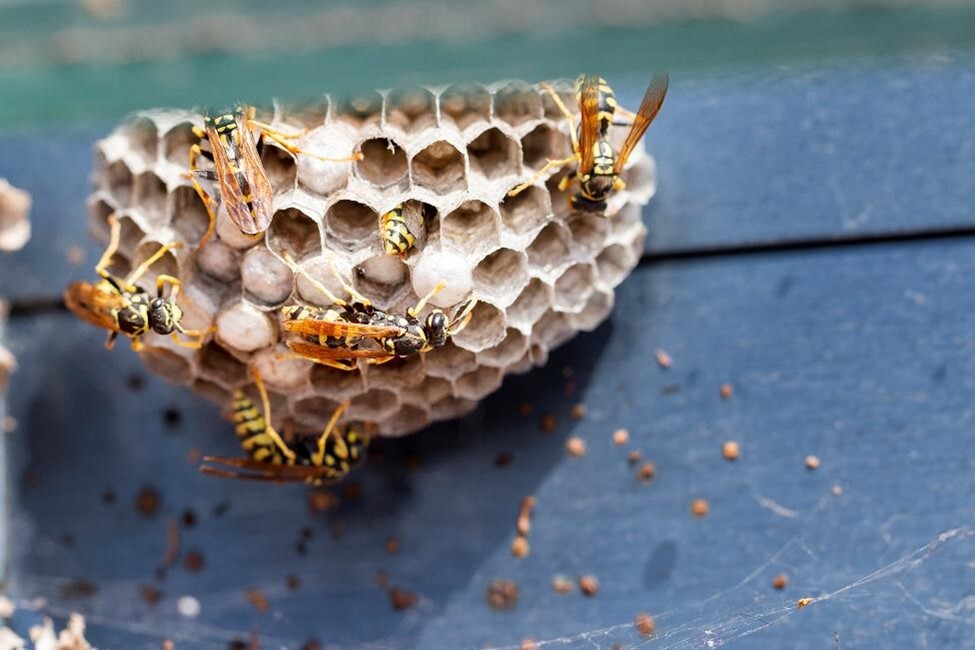 Wasp nest