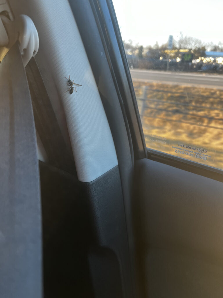 "A close-up of a wasp perched on the back of a car seat, with the window rolled down and a blurry view of the outside world. The wasp's wings are folded, and it appears to be at rest. The car seat is white and black, and the window frame is visible on the right side of the image.