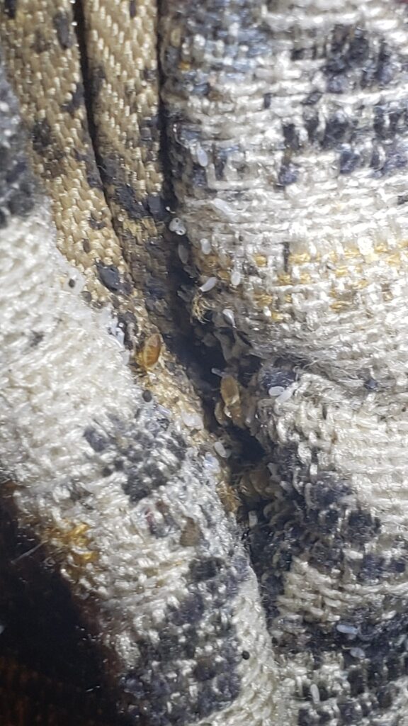 The fabric is made up of white, black, and tan threads, and it is a piece of upholstery. There are several small, light-colored insects scattered across the fabric, as well as some tiny white eggs. The insects are likely bed bugs , and the eggs are likely their eggs. The image suggests that the fabric has been infested with these pests.