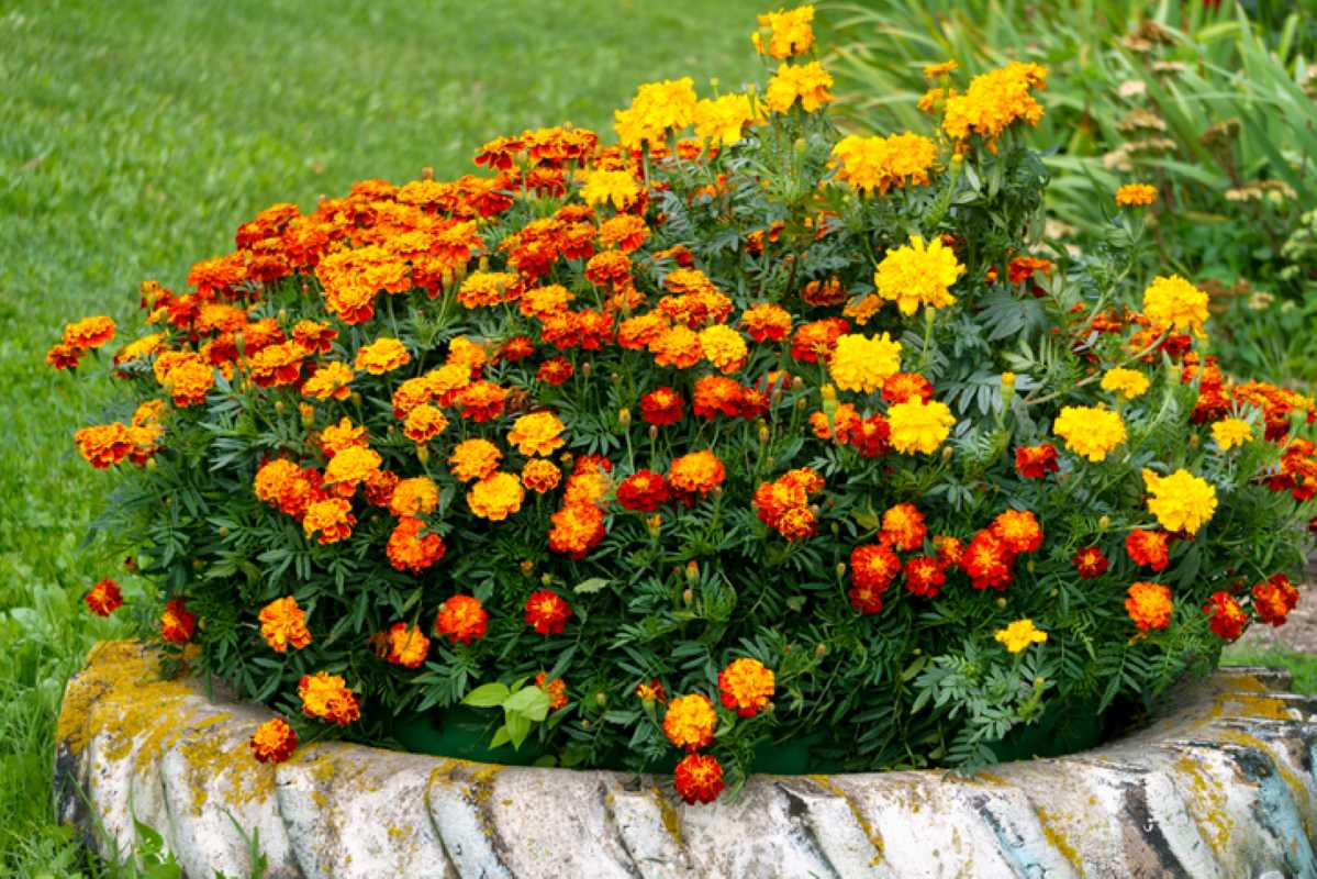 Flower bed full of yellow and orange marigold flowers.