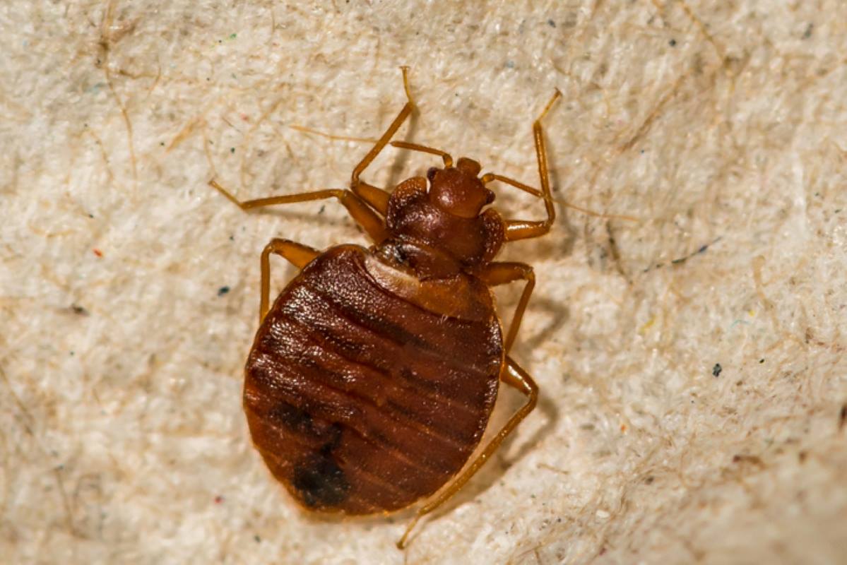 Up close image of a bed bug.