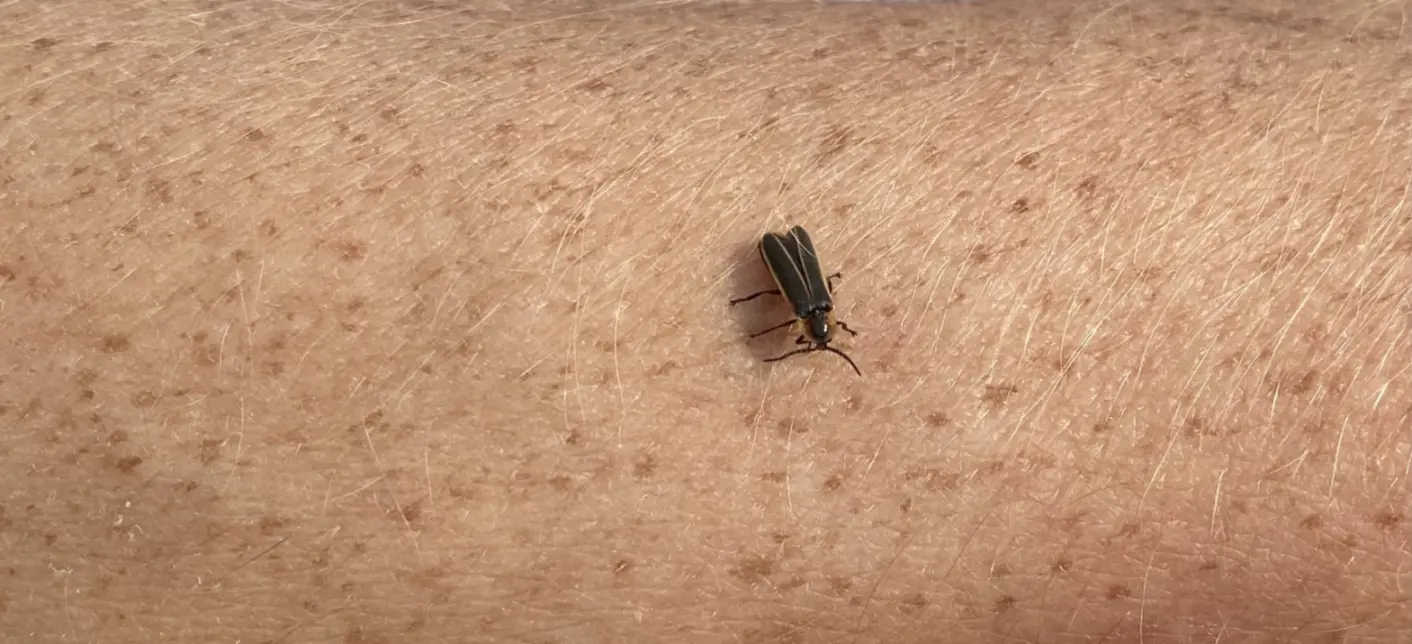 The image shows a close-up of a small, dark insect, a firefly, on a person's arm, with freckled skin.