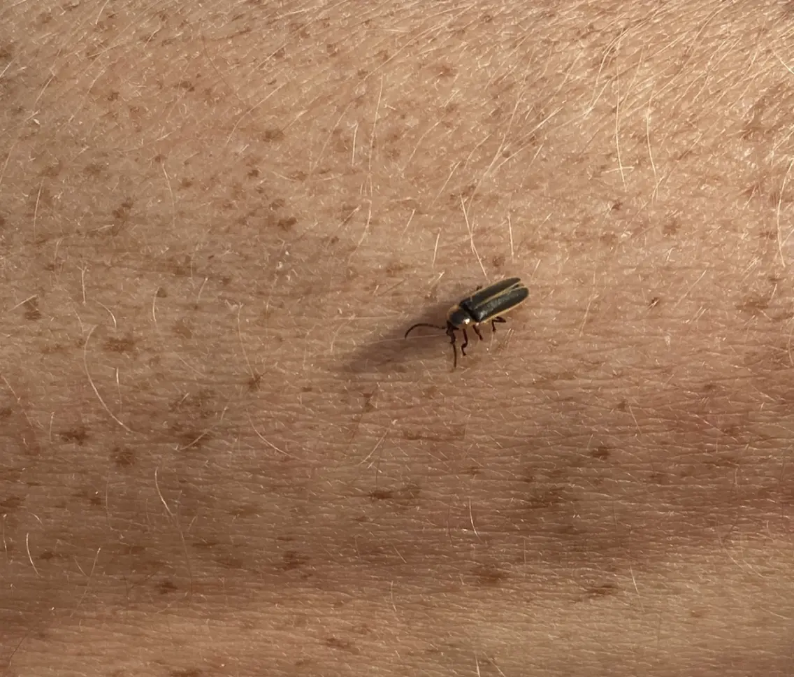 The image shows a close-up of a small, dark insect, likely a firefly, on a person's arm. The skin is light brown with freckles.