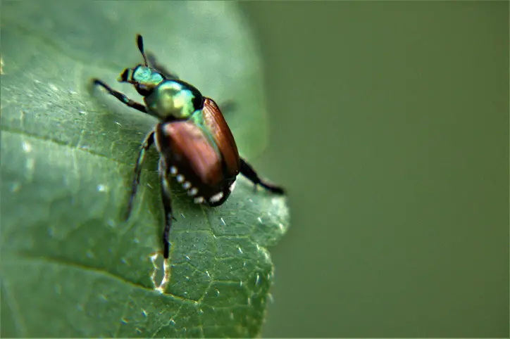 When is Japanese Beetle Season?
