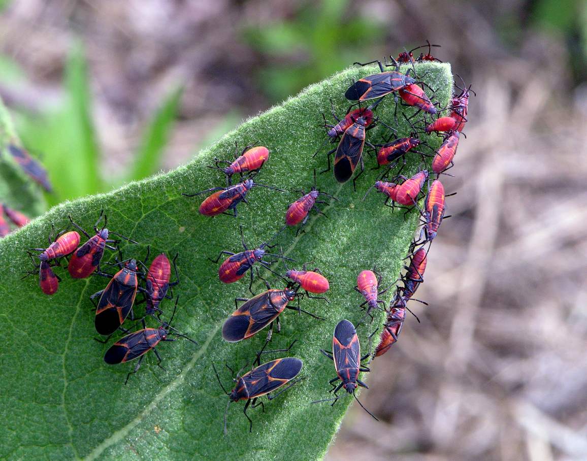 Eastern Boxelder Bugs(Leptocoris trivittatus) making a colony on a Common Mullein plant. Nymphs are red adding black as they mature.