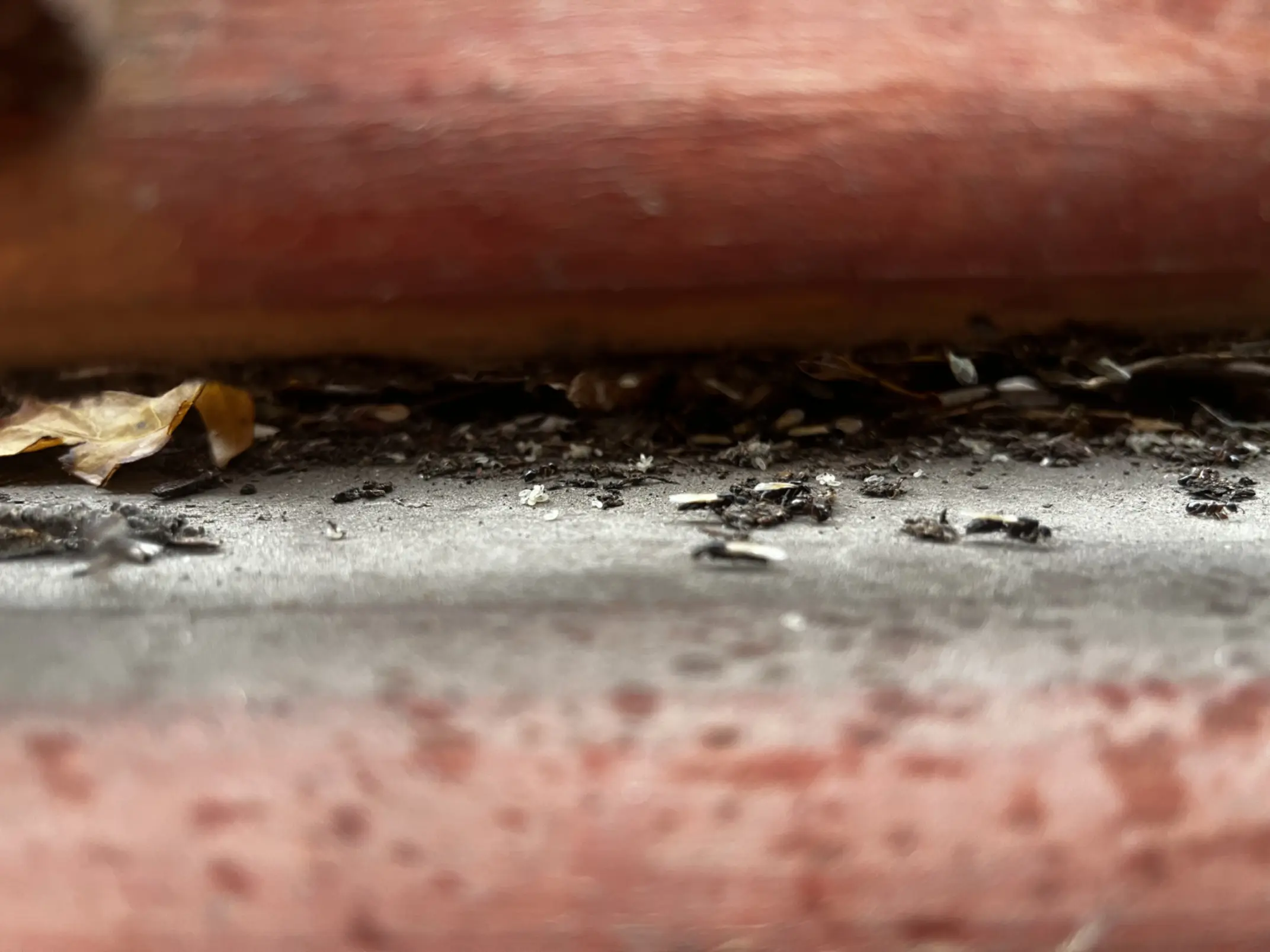A very close-up, low-angle shot shows a narrow crevice or gap at the base of a reddish-brown structure, possibly a wall or beam. The crevice is filled with a mixture of dark debris, small white particles, and what appear to be insect fragments or droppings. The surface directly below the crevice is a lighter gray or concrete color, also covered with some debris and speckled with reddish-brown stains or textures. The focus is sharp on the debris within the crevice.