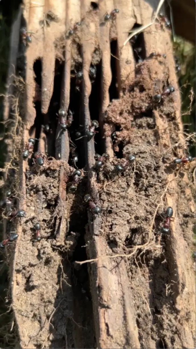 A very close-up, vertical shot shows a section of severely damaged and hollowed-out wood, possibly a tree stump or log, serving as a nest for numerous dark ants. The wood is fragmented and appears decayed, with channels and tunnels carved out. Many ants with reddish-brown bodies are actively crawling over the exposed wood and the surrounding soil-like material and fine root structures. Sunlight illuminates the scene, highlighting the details of the ants and the damaged wood.