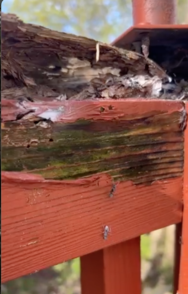 A severely damaged and decaying wooden beam or structure, likely outdoors, is shown in close-up. The top portion is splintered and crumbling, exposing light-colored, deteriorated wood. Below this, the wood appears darker and is heavily stained with green and black discoloration, suggesting mold or algae growth and significant moisture damage. Several small, dark ants are visible crawling on the surface of the reddish-brown wood beam below the damaged section. The background is blurred, showing hints of green foliage.