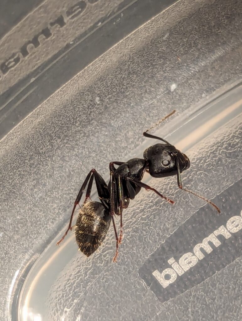 A close-up, high-angle shot captures a large, black ant with a segmented body and prominent antennae. Its body has a slightly iridescent sheen, and its abdomen is noticeably lighter in color, appearing brownish or gold with fine hairs. The ant is positioned on a translucent, possibly plastic, surface with visible scratches and reflections.