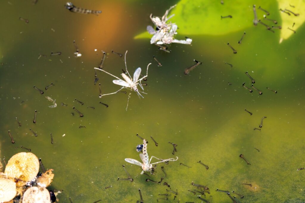 How to Kill Mosquitos in Standing Water