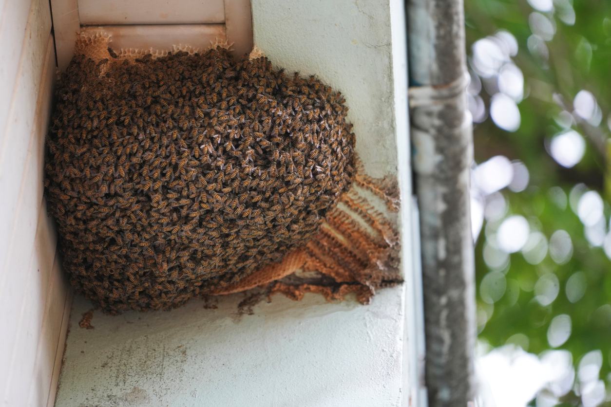 Bee swarm hive on house wall