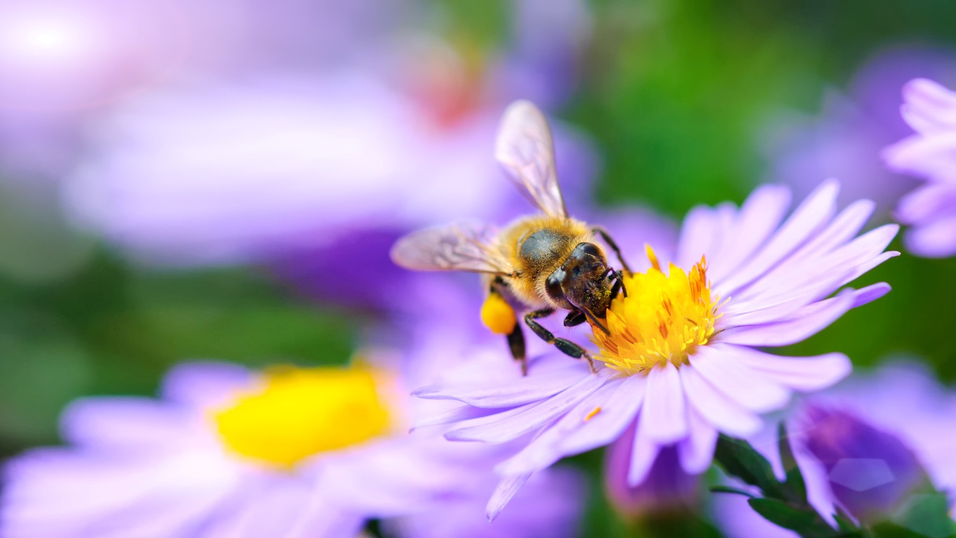 A honeybee in a purple flower in the spring, feeding on the pollen inside.