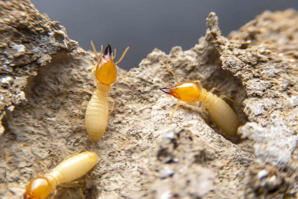 Close-up of live termites inside damaged wood during an active infestation.