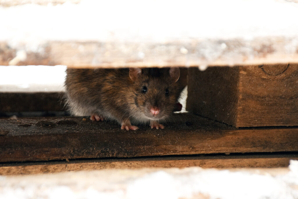 A rodent hides inside the wooden foundation of a home’s attic.