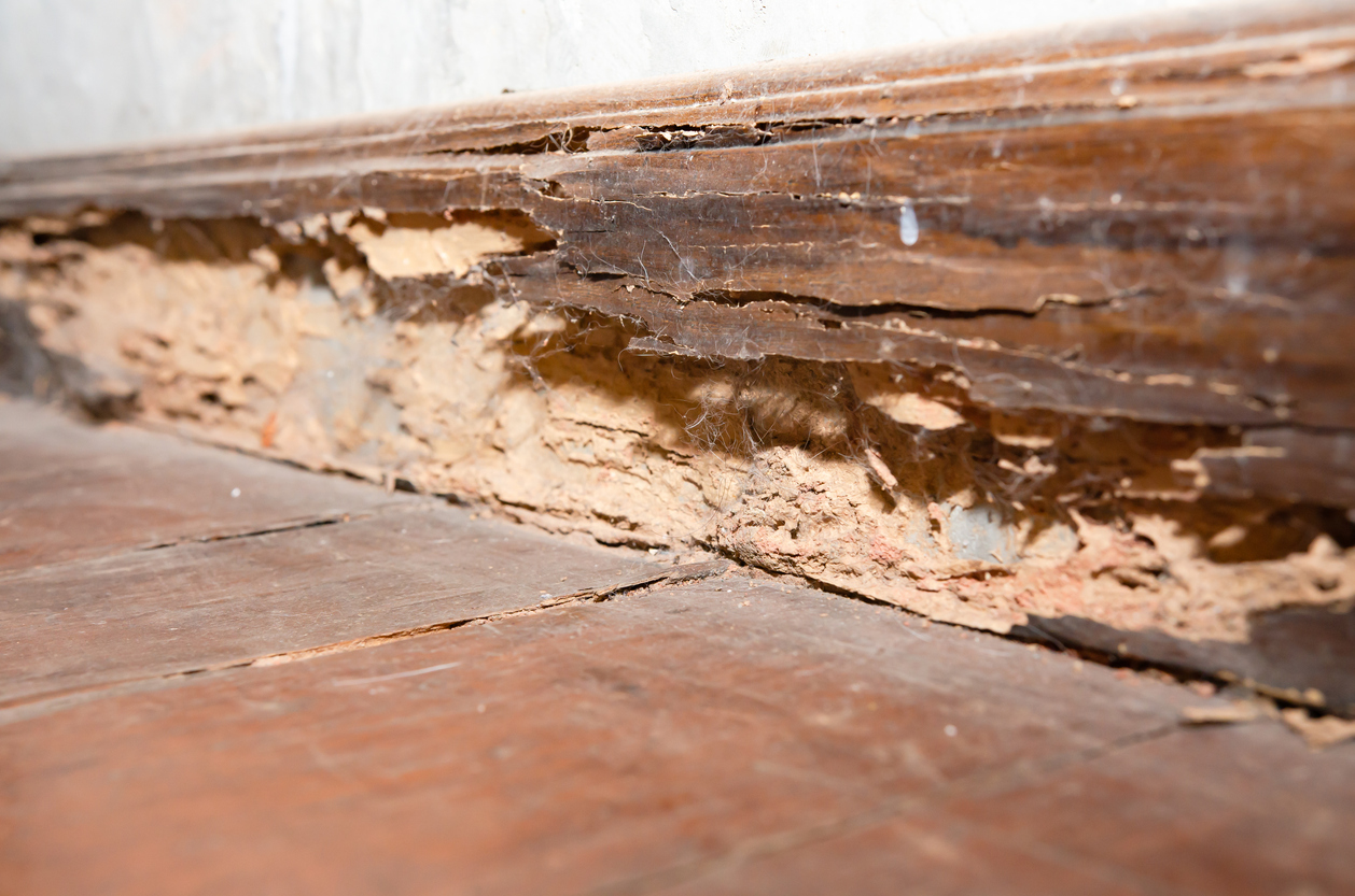 Severely damaged wooden baseboard with visible termite galleries and hollowed wood along an interior wall.