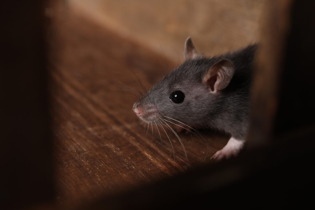 A rodent pokes its head out of a small hole in the wall of the home it invaded.